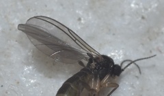 Diptera