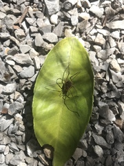 Cosmetidae