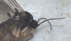 Diptera