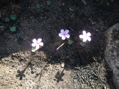 Oxalis eckloniana