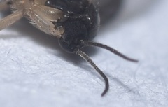 Diptera