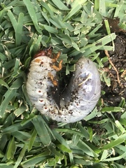 Scarabaeoidea