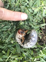 Scarabaeoidea