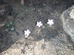 Oxalis eckloniana