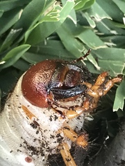 Scarabaeoidea