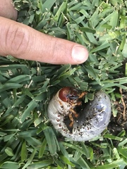 Scarabaeoidea