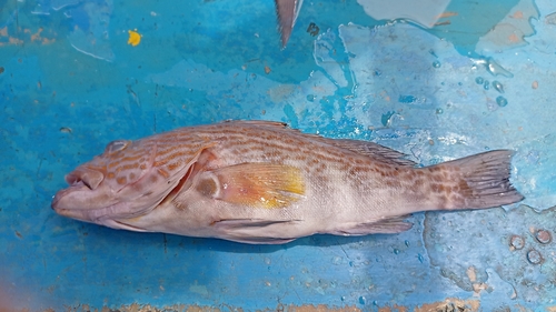 Callao sand bass (Paralabrax callaensis) — Serranidae — 2