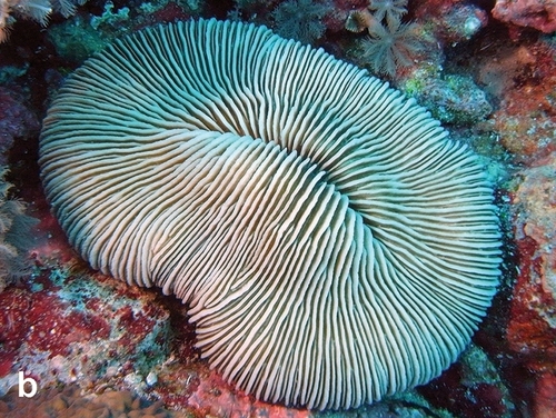 Fungia gravis