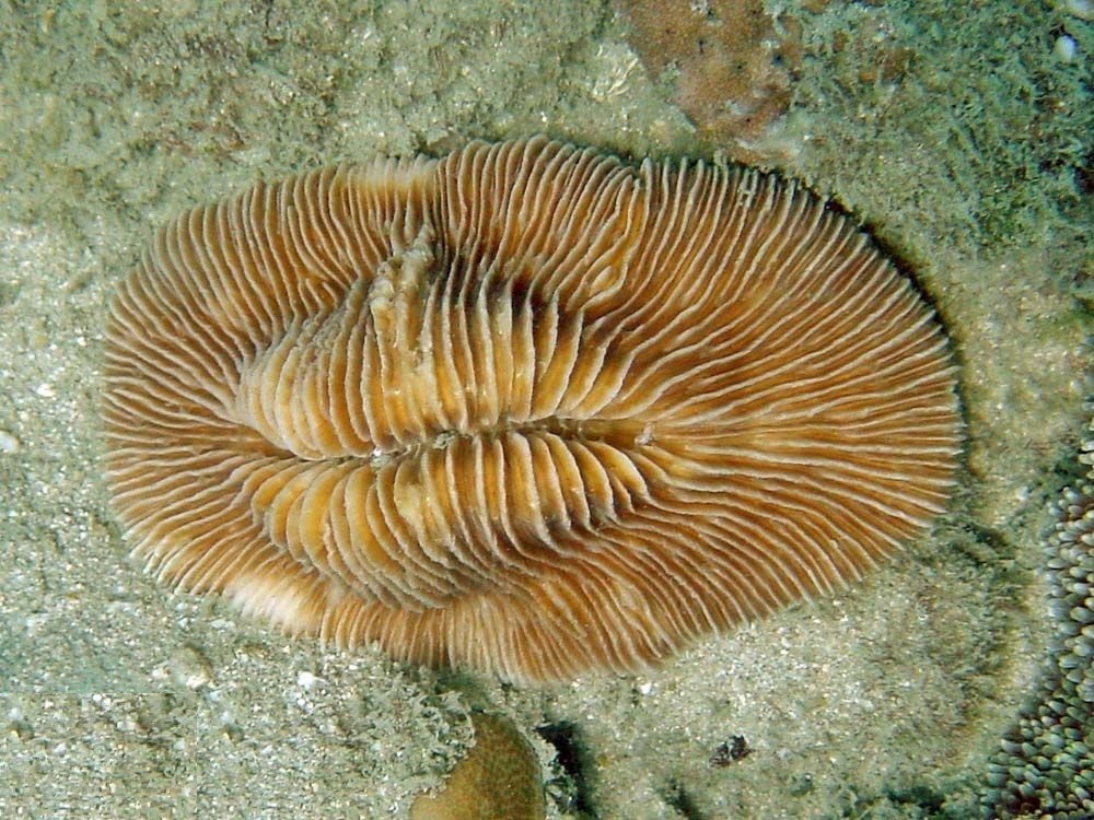 mushroom coral