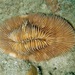 Pleuractis moluccensis - Photo (c) Chaloklum Diving, algunos derechos reservados (CC BY)