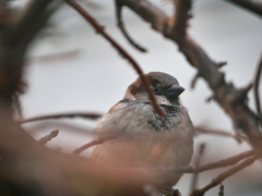 Passer domesticus