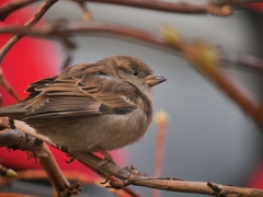 Passer domesticus
