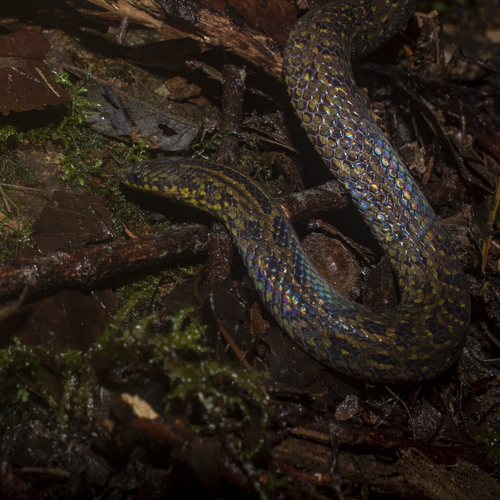 St. Marta's Ground Snake, Atractus sanctaemartae