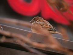 Passer domesticus
