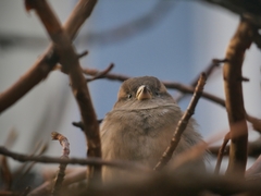 Passer domesticus