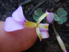 Oxalis eckloniana