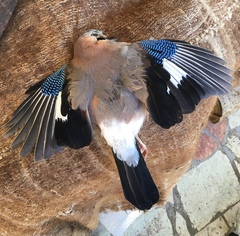 Garrulus glandarius graecus