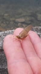 Ephemeridae
