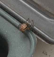 Steatoda castanea