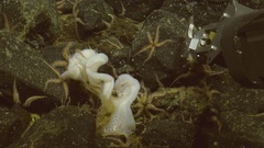 Hexactinella