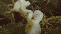 Hexactinella
