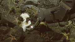 Hexactinella