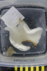 Hexactinella