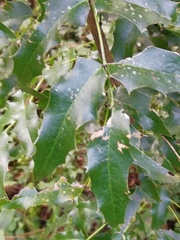 Berberis moranensis