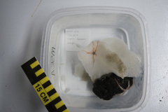 Hexactinella