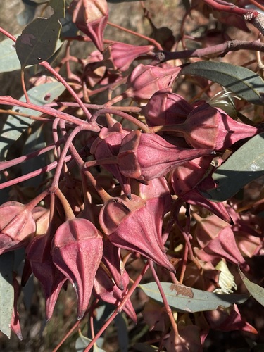 Eucalyptus kingsmillii