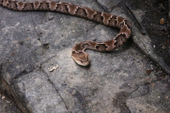 Xenodon rabdocephalus