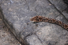 Xenodon rabdocephalus