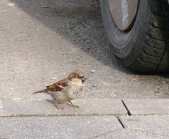 Passer domesticus