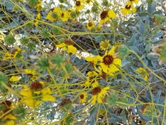 Encelia farinosa