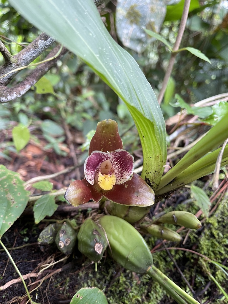 Lycaste xanthocheila