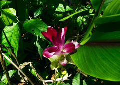 Curcuma