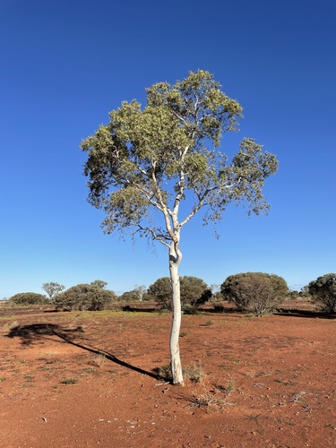 desert ghost gum