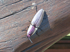 Chalcolepidius limbatus
