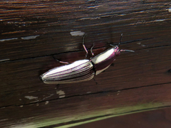 Chalcolepidius limbatus