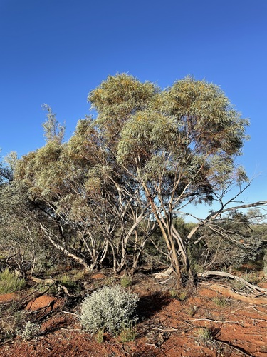 Eucalyptus eremicola