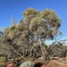 Eucalyptus eremicola - Photo (c) Dean Nicolle, some rights reserved (CC BY-NC), uploaded by Dean Nicolle