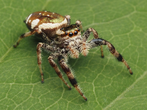 Golden Jumping Spider