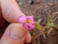 Oxalis engleriana