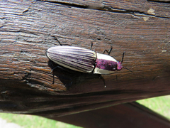Chalcolepidius limbatus