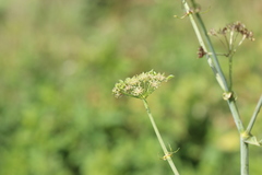 Arracacia tolucensis multifida