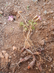 Oxalis engleriana