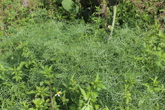 Arracacia tolucensis multifida