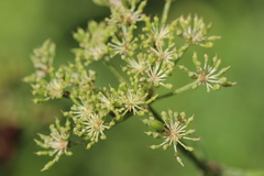 Arracacia tolucensis multifida
