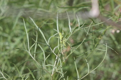 Arracacia tolucensis multifida