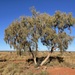 Corymbia lenziana - Photo (c) Dean Nicolle, some rights reserved (CC BY-NC), uploaded by Dean Nicolle
